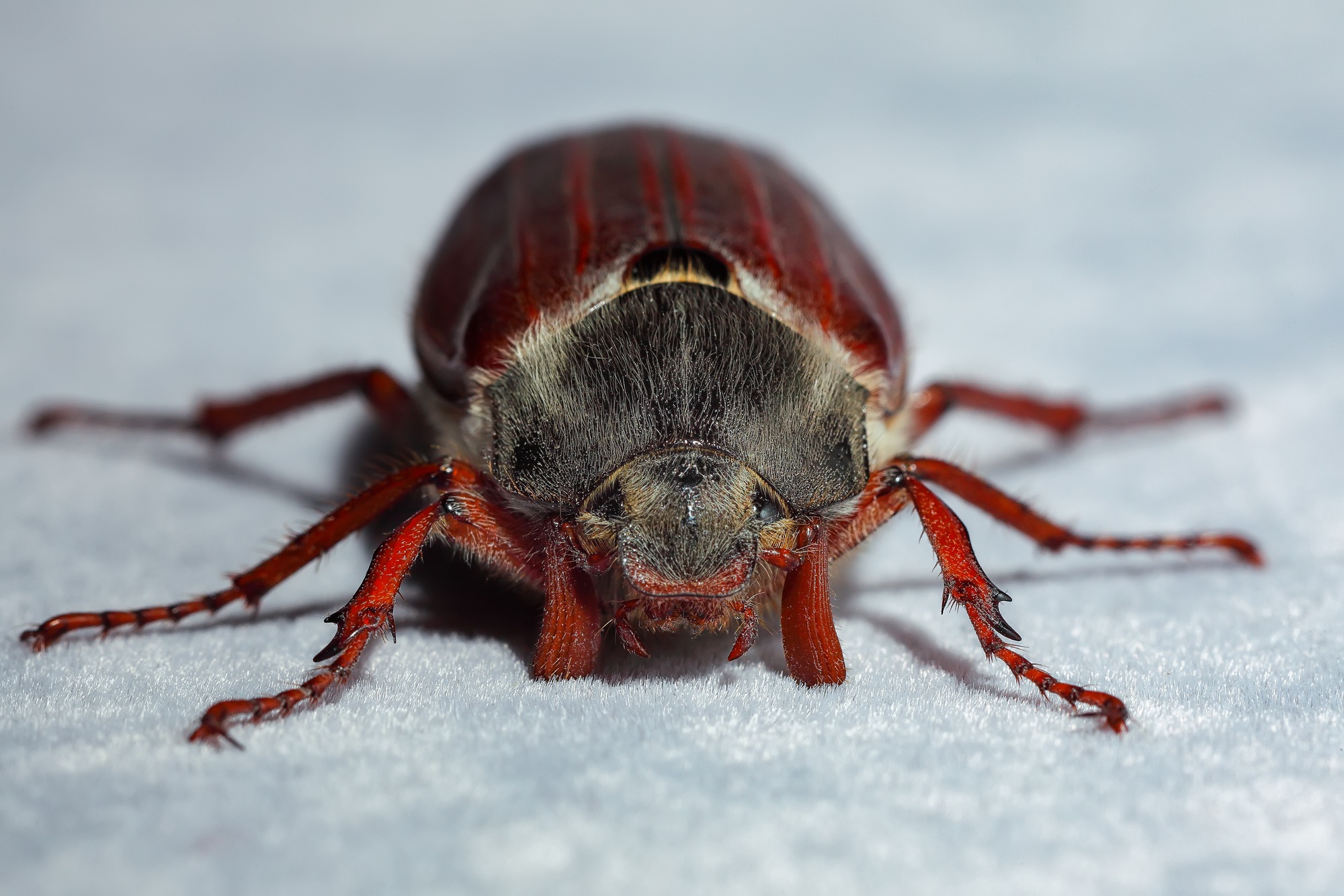 Cockchafer beetle.