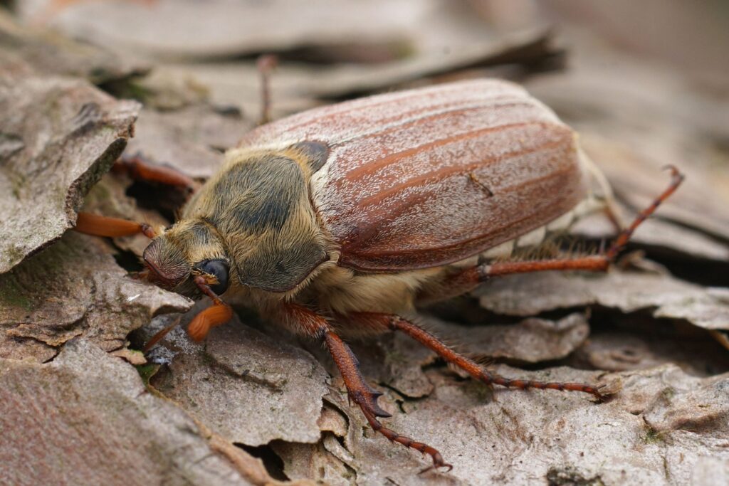 Detailed closeup on a Maybeetle or Maybug, Melolontha melolontha sitting on wood