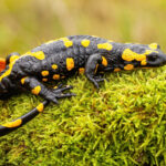 signification salamandre